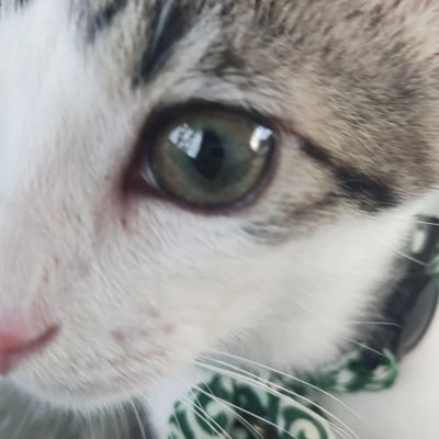 j0901_1230t's profile picture. ぽっほっひゅっとっ