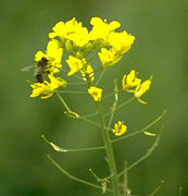 DiplotaxisV's profile picture. 