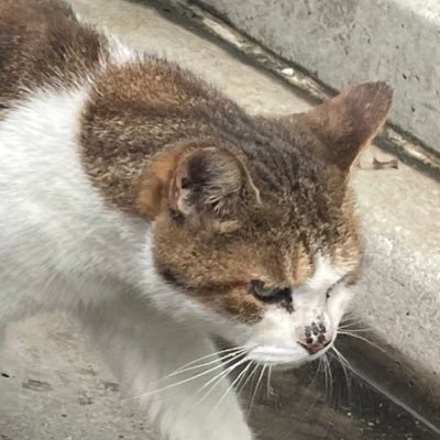 kokyu_shinkokyu's profile picture. 呼吸するように推しを愛すよ
