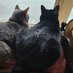 TarotCat821 (@tcat821) Twitter profile photo TarotCat821 (@tcat821) Twitter profile photo
