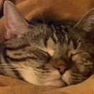 歌舞伎町の黒幕・事件屋【猫のちゃー】 (@kabuki_fixer) 's Twitter Profile Photo 歌舞伎町の黒幕・事件屋【猫のちゃー】 (@kabuki_fixer) 's Twitter Profile Photo