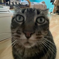 saturne (@saturnethecat) 's Twitter Profile