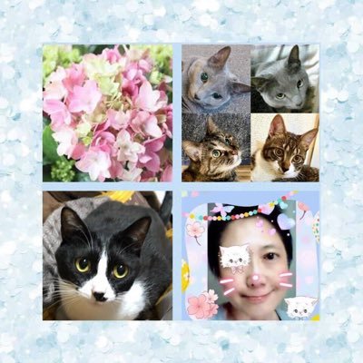 nekorin115で、長年X(旧Twitter)を使って来ました。iCloudの設定変更中にトラブルがあり...Xが消えてしまい、新しいアカウント作りましたが… 以前のが見つかりnekorin1128（amane-neko②）←これが以前からの私のアカウントです。 見つかったけれど…自分をフォローしてます😔ｶﾅｼ~