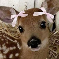 م.م.أ (@mariamesmail04) 's Twitter Profile