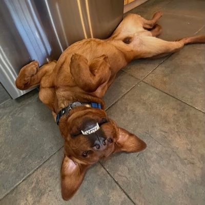 Rusty_theredlab's profile picture. 