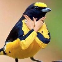 Fzera (@igor_leite_06) 's Twitter Profile