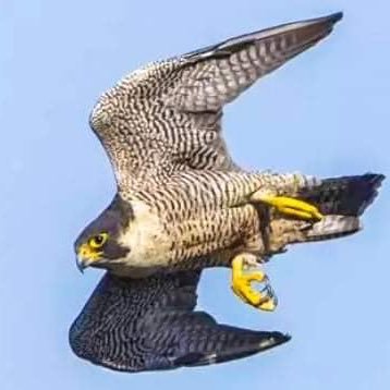 DariaEvteev's profile picture. 