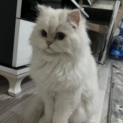 catloveedit's profile picture. 🐾 Life is More Fun with Cats! 🐾

This account uses automation and may still be in testing. If you spot an incorrect RT/quote, please message me.