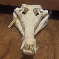 🦎Visceral🪶 (Tomistoma enjoyer🐊) (@visceral9000) 's Twitter Profile Photo 🦎Visceral🪶 (Tomistoma enjoyer🐊) (@visceral9000) 's Twitter Profile Photo