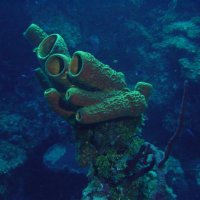 Spongetopia (@sink_down_low) 's Twitter Profile