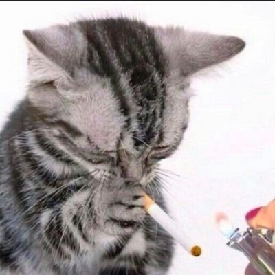 SaltyMugi's profile picture. 