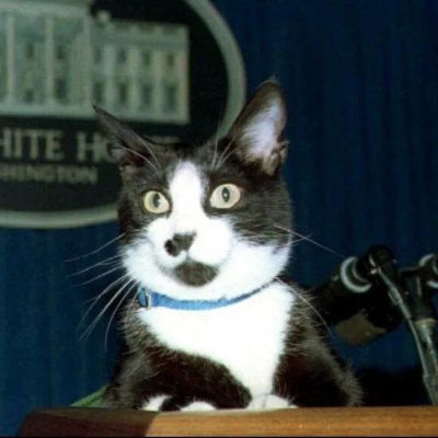 SednaWorld's profile picture. Developer | Sedniano | Catlover