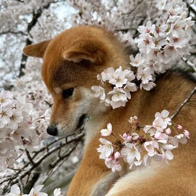 salmon217Jina's profile picture. サモラン専用鯖の人。
ゆるゆる乱獲めざしてます。