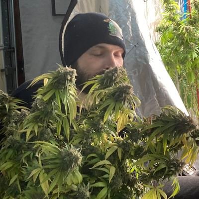 Get Top shelf CBD products
Mushrooms and other exotic packs
shipping 👍📦