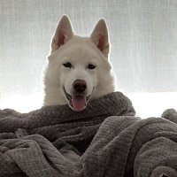 nethoxa (@nethoxa) 's Twitter Profile