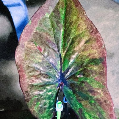 CyyyNglamsa8853's profile picture. 