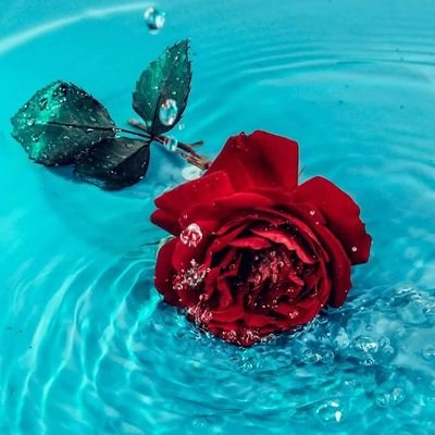 fatimabdbdbdbd's profile picture. ﴿أَلَا بِذِكْرِ اللَّهِ تَطْمَئِنُّ الْقُلُوبُ﴾