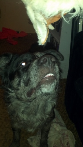 FuBear_'s profile picture. 