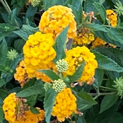 marion_lanaro's profile picture. 