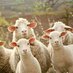 Agric farm (@agricfarm93) Twitter profile photo Agric farm (@agricfarm93) Twitter profile photo