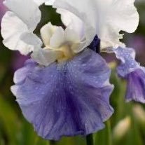 linalea_'s profile picture. she/her ,20