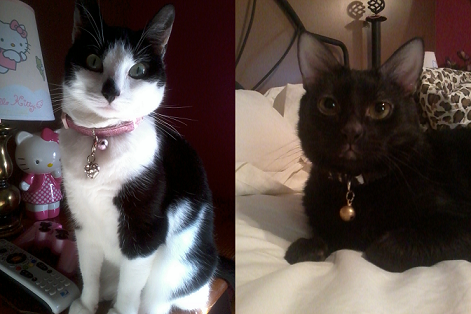 Owner; @Slaughterella. King & Queen of the felines! AKA, Bonnie & Clyde! #TeamCats #catsFTW