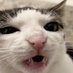 Crunchy Cat (@crunchycatstory) Twitter profile photo Crunchy Cat (@crunchycatstory) Twitter profile photo