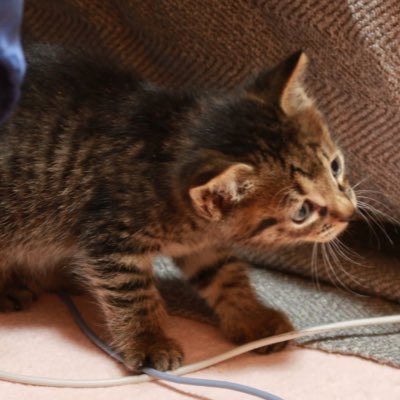 tripletchan's profile picture. 