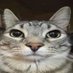 asdf (@asdfcatasdf) Twitter profile photo asdf (@asdfcatasdf) Twitter profile photo