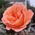 Anne (@anneg63401512) Twitter profile photo Anne (@anneg63401512) Twitter profile photo