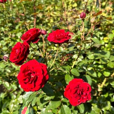 akaitsukito_'s profile picture. 二次創作小説を上げる用のアカウント。無断転載禁止。壁打ち。成人済み。感想などあればhttps://t.co/nlYbG7W8zD