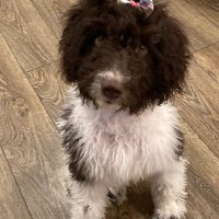 SRM (@bigboylasers) 's Twitter Profile