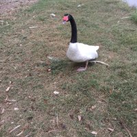 Stone (@tree9944) 's Twitter Profile
