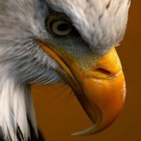 Michael (@3ve45r332) 's Twitter Profile