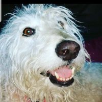 ĤIUG THOMAS SAAR (@mirsaarh) 's Twitter Profile