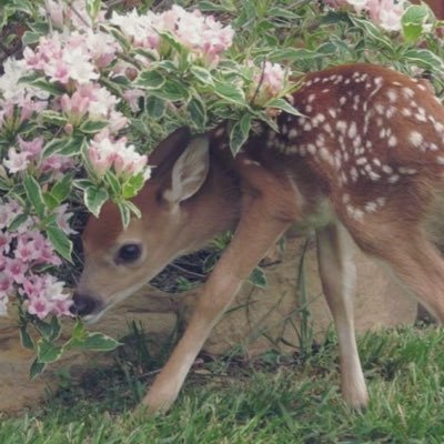 angelsav333's profile picture. she/her /18