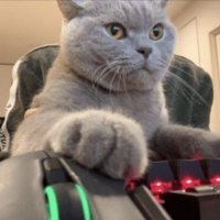 Rapid (@kbmrapid) 's Twitter Profile