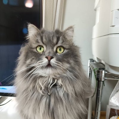 maru722911's profile picture. 20191101に息子誕生🎂超高齢出産。息子はスティッチが大好き🦖元保護猫ラガマフィンのぐりちゃん😺