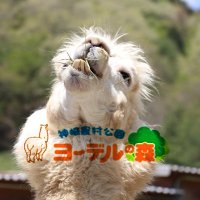 ヨーデルの森 (@yodel_official) 's Twitter Profile Photo