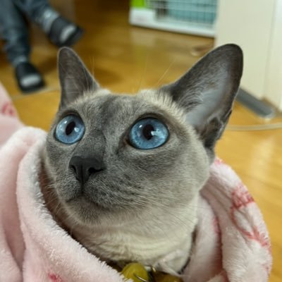 unson70's profile picture. ねこの瞳が綺麗な水色でHINATA AQUAです🐈‍⬛