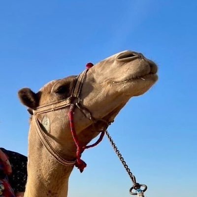 ssuzuki67's profile picture. DBA