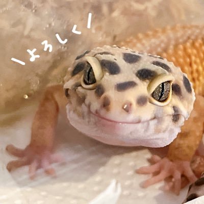 hachu_144's profile picture. 2024/5/22にレオパを初めてお迎えしました🦎 現在は20匹(レオパ13.ニシアフ3.クレス1.タランチュラ1.グランディス1.オオバクチ1)+夫と暮らしてます！動物全般大好き🫶🤍趣味はセルフネイル💅日常垢→@fuka_144 夫の爬虫垢⇒@kota0086