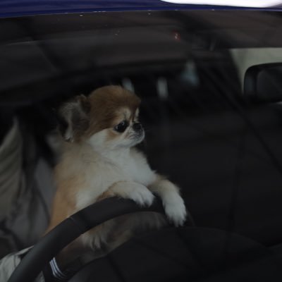 zd8_sugizo's profile picture. 🚙 SUBARU | BRZ STI Sport ZD8/MT 📸Canon | EOS RP 🐕 Devoted dog owner | Chihuahua×Pekinese