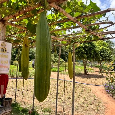 cuongtruon72420's profile picture. 