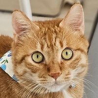 ๊ฐ์ ์ฉ ํธ๋์ด (@only_home_tiger) 's Twitter Profile Photo ๊ฐ์ ์ฉ ํธ๋์ด (@only_home_tiger) 's Twitter Profile Photo