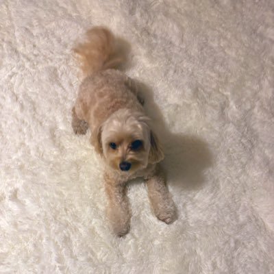 uuuni0522's profile picture. 99'