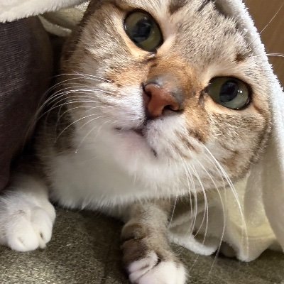 ₱ℵ.さんのプロフィール画像