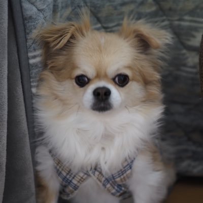 テト🐶さんのプロフィール画像