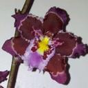 Sharon Stauffer - @Mrsiceorchid - Twitter