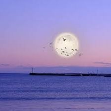 wwwwhite37280's profile picture. チャットへようこそ！！